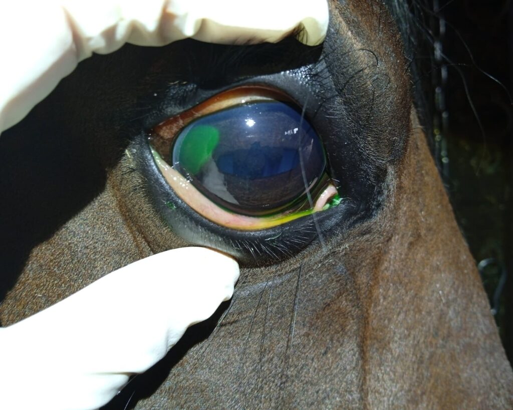 Augen Tierarzt Pferd